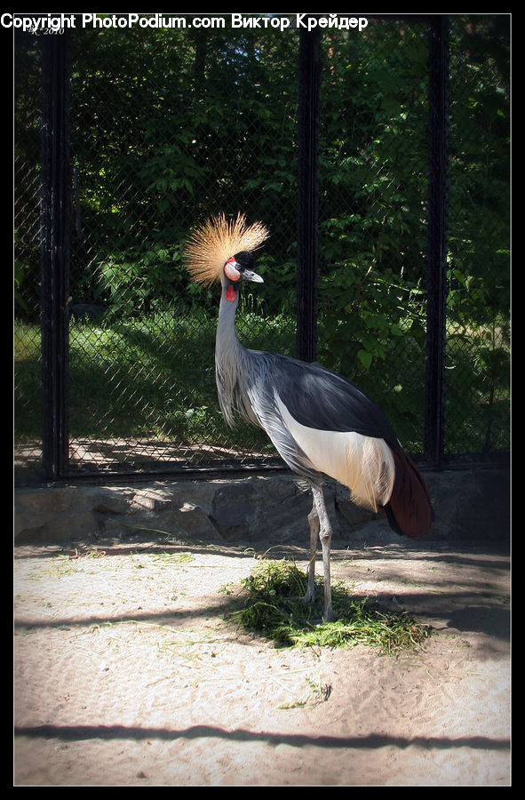 Bird, Crane Bird, Heron, Plant, Potted Plant, Forest, Vegetation