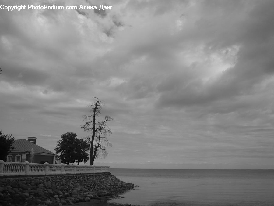 Plant, Tree, Outdoors, Storm, Weather, Oak, Wood