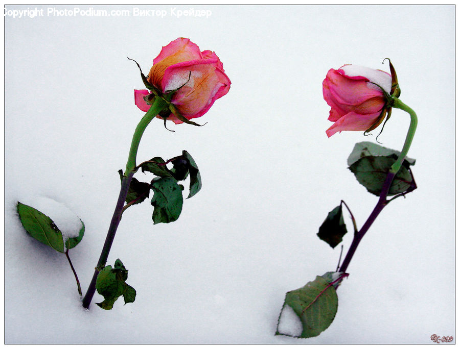 Blossom, Flower, Plant, Rose, Flower Arrangement, Ikebana, Potted Plant