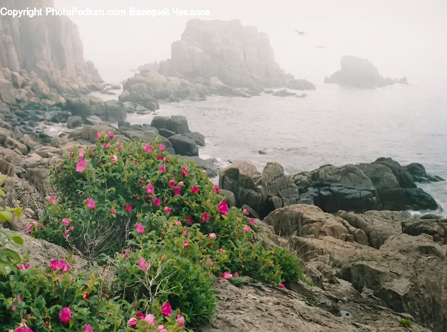 Flora, Flower, Hibiscus, Plant, Poppy, Rock, Coast