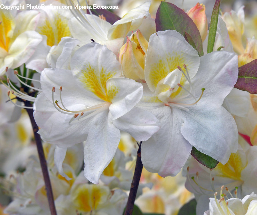 Blossom, Flora, Flower, Plant, Petal, Pollen, Gladiolus