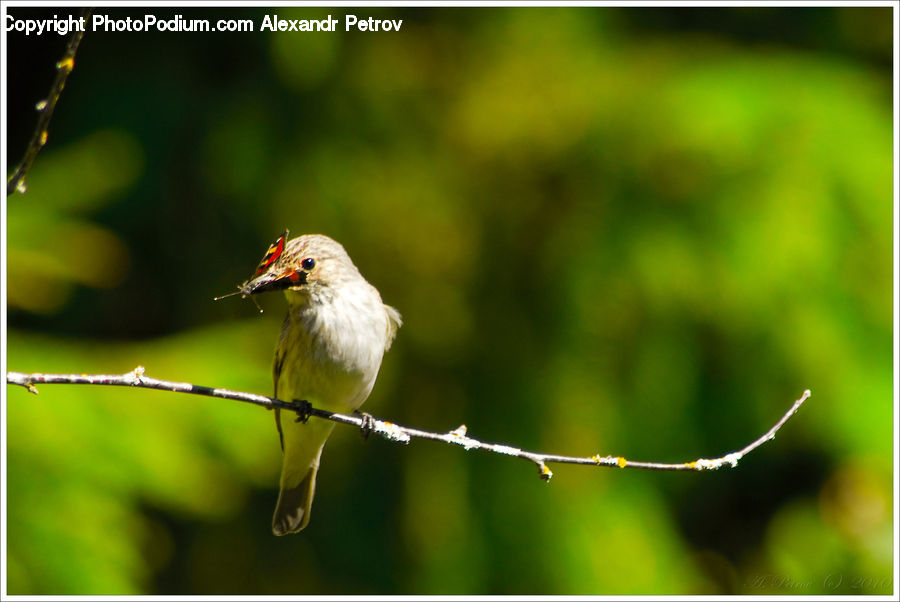 Bird, Finch, Head, Portrait, Beak