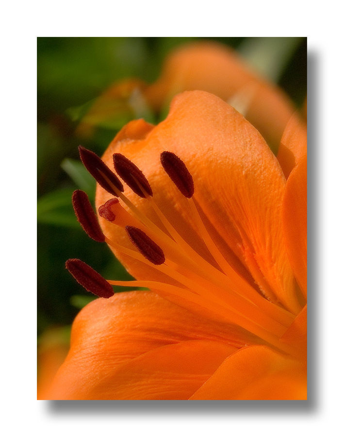 Flora, Flower, Lily, Plant, Blossom, Crocus, Geranium