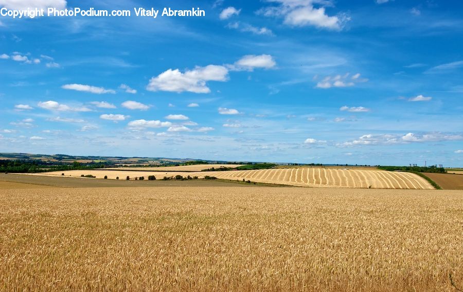 Grain, Wheat, Grass, Plant