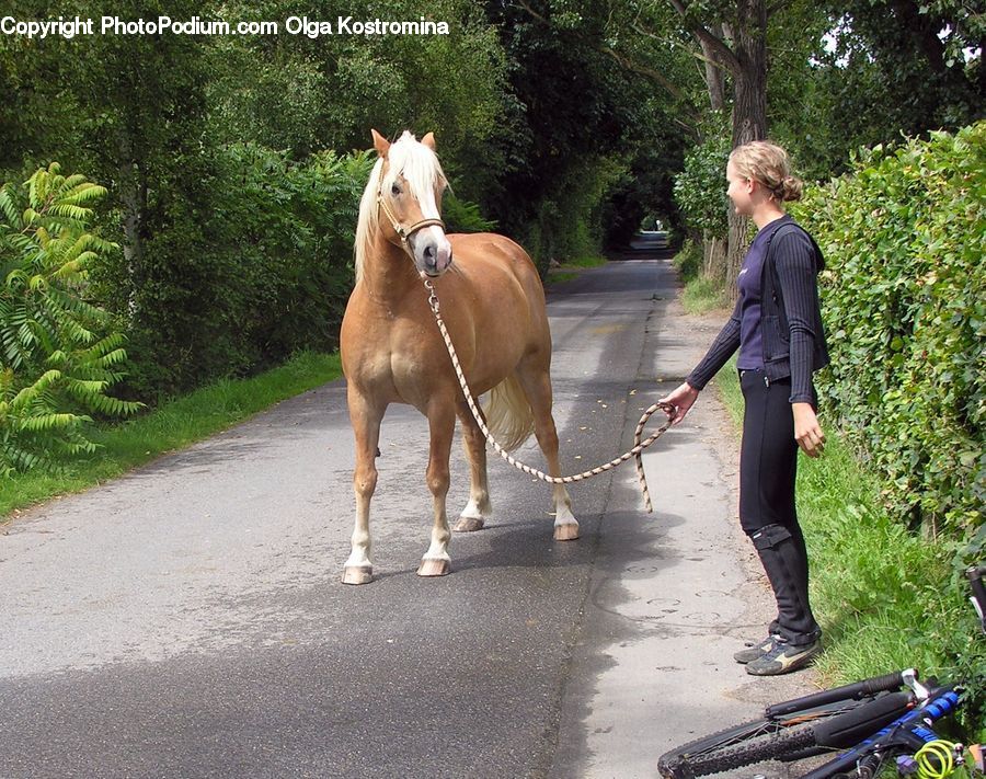 Human, People, Person, Animal, Horse, Mammal, Conifer
