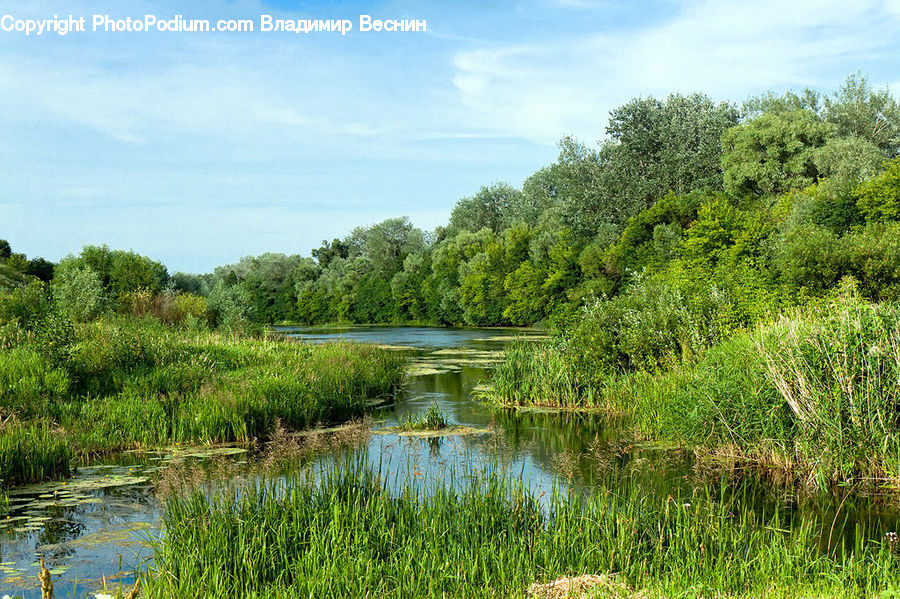 Outdoors, Pond, Water, Land, Marsh, Swamp, Nature