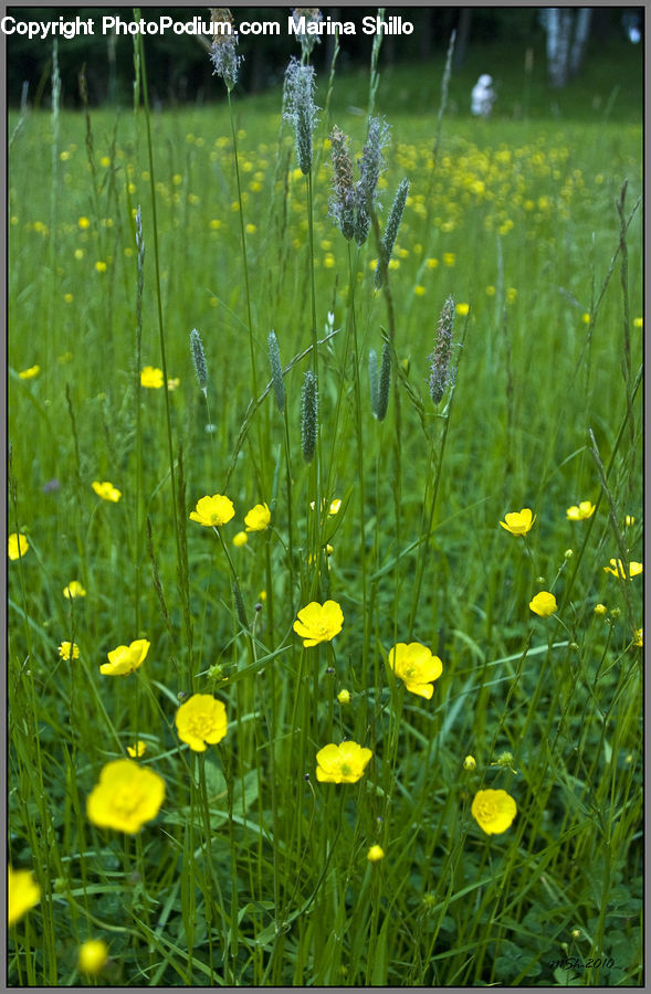 Field, Grass, Grassland, Plant, Meadow, Outdoors, Pasture