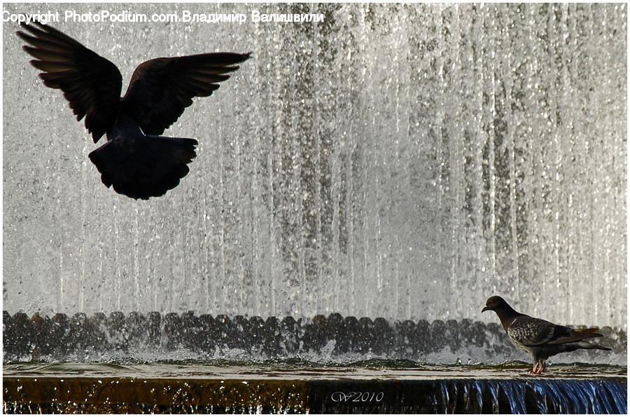 Bird, Blackbird, Crow, Pigeon, Dove, Silhouette