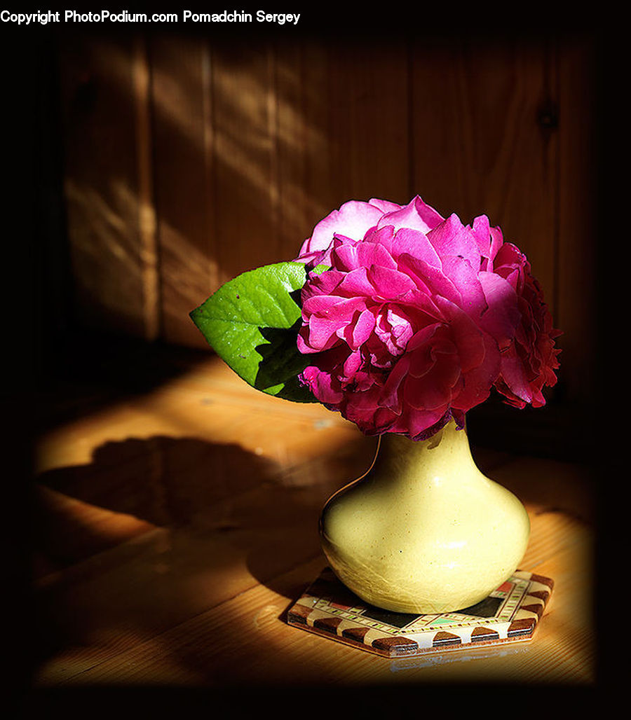 People, Person, Human, Blossom, Carnation, Flower, Plant