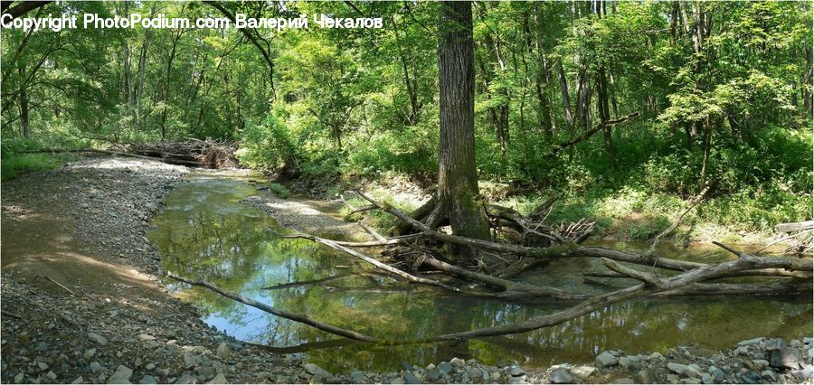 Creek, Outdoors, River, Water, Forest, Jungle, Rainforest