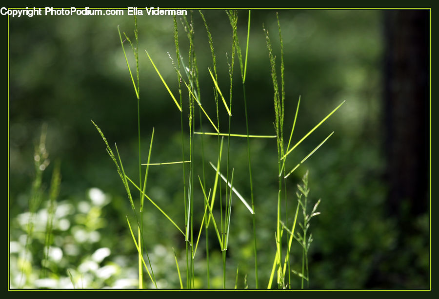 Field, Grass, Grassland, Plant, Blossom, Flora, Flower