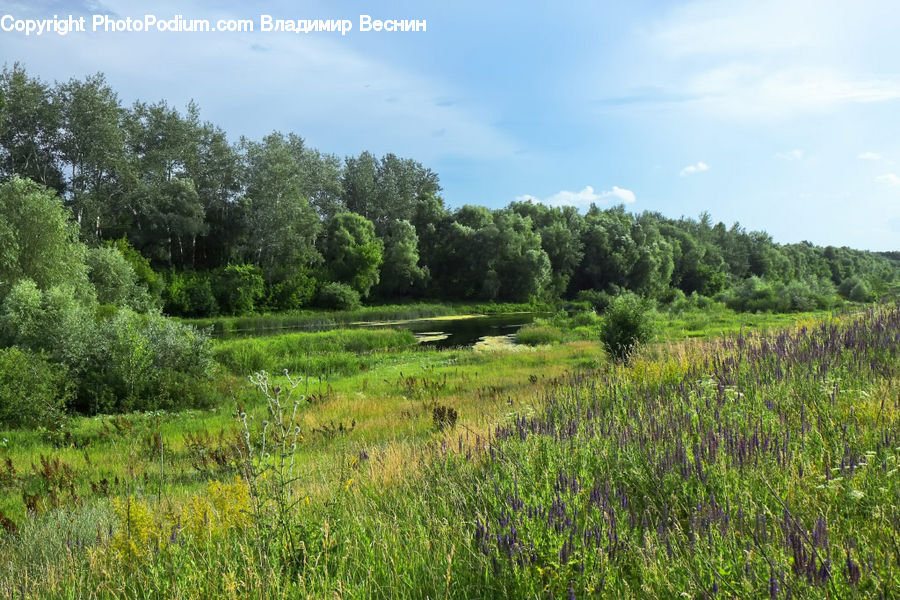Field, Grass, Grassland, Meadow, Outdoors, Pasture, Land