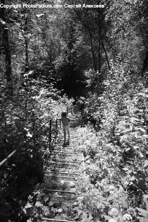 Ivy, Plant, Vine, Path, Trail, Forest, Vegetation