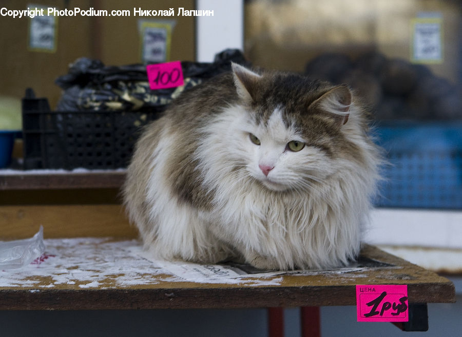 Animal, Cat, Mammal, Manx, Pet, Kitten