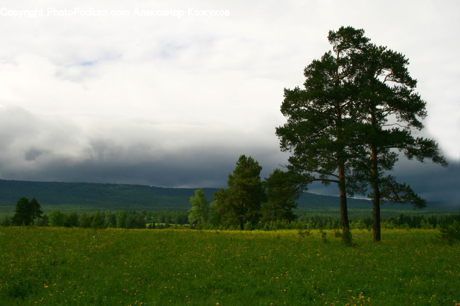 Field, Grass, Grassland, Land, Outdoors, Plateau, Plant