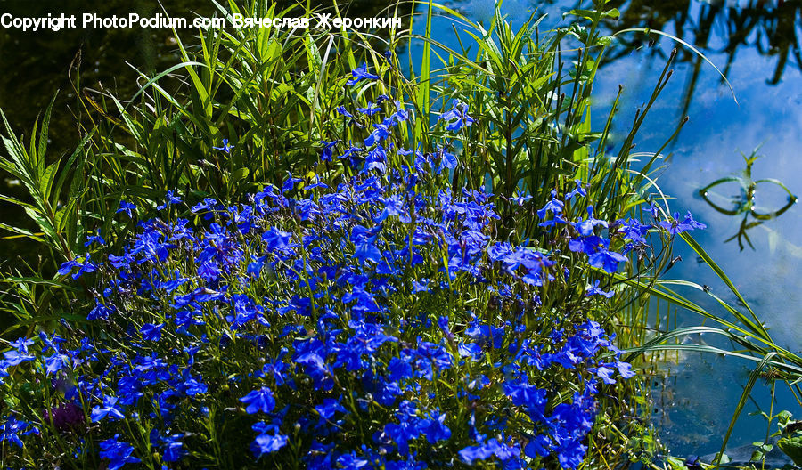 Fiber, Flax, Flora, Flower, Plant, Blossom, Iris