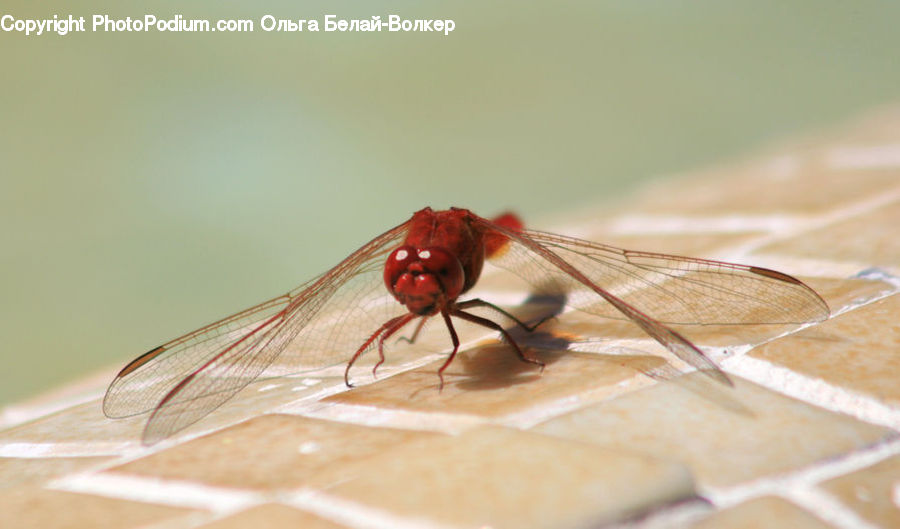 Anisoptera, Dragonfly, Insect, Invertebrate, Mosquito