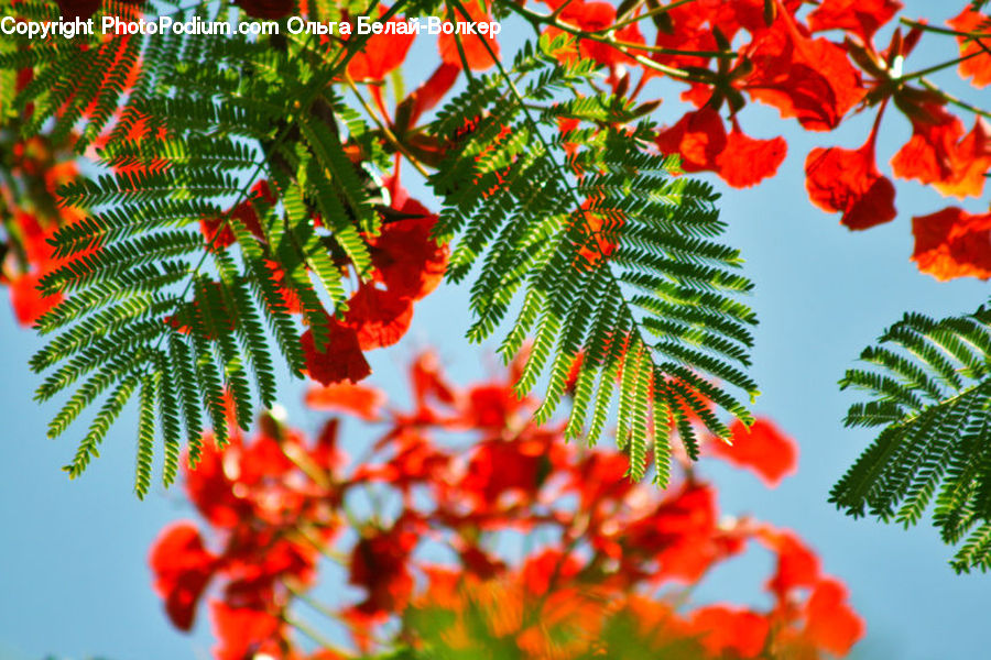 Fern, Plant, Blossom, Flora, Flower, Geranium, Conifer