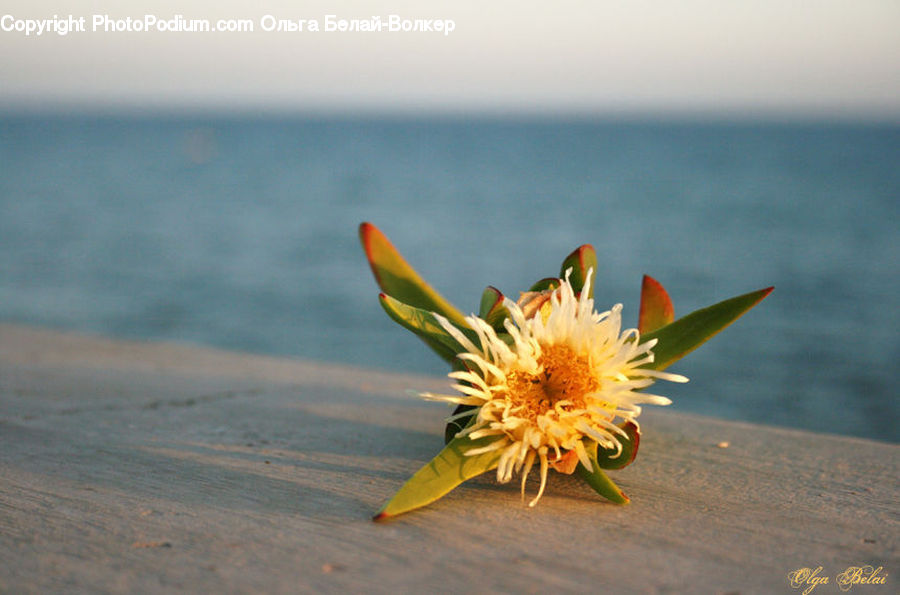 Blossom, Flora, Flower, Plant, Anther, Petal, Flower Arrangement