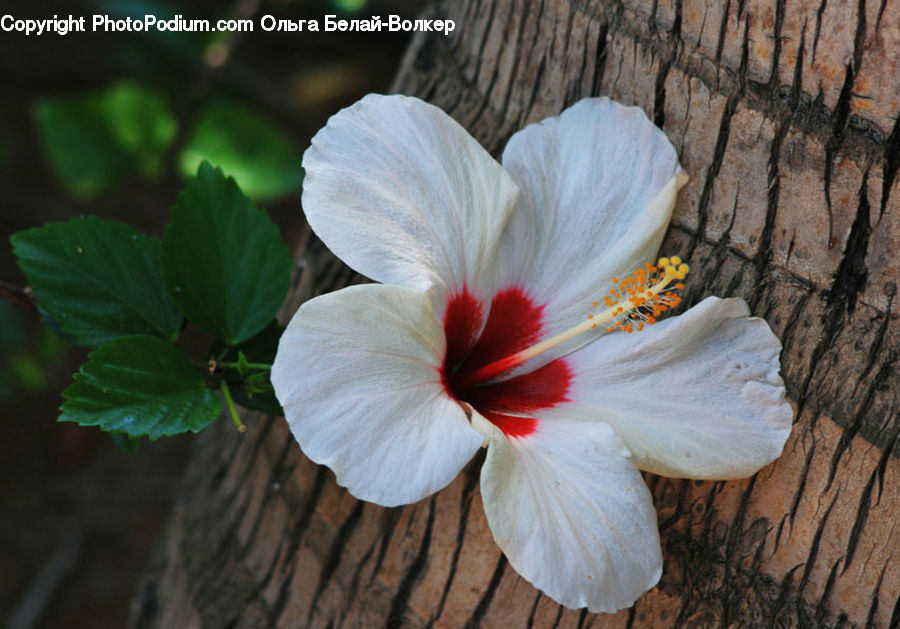 Flora, Flower, Hibiscus, Plant, Poppy, Amaryllis, Blossom
