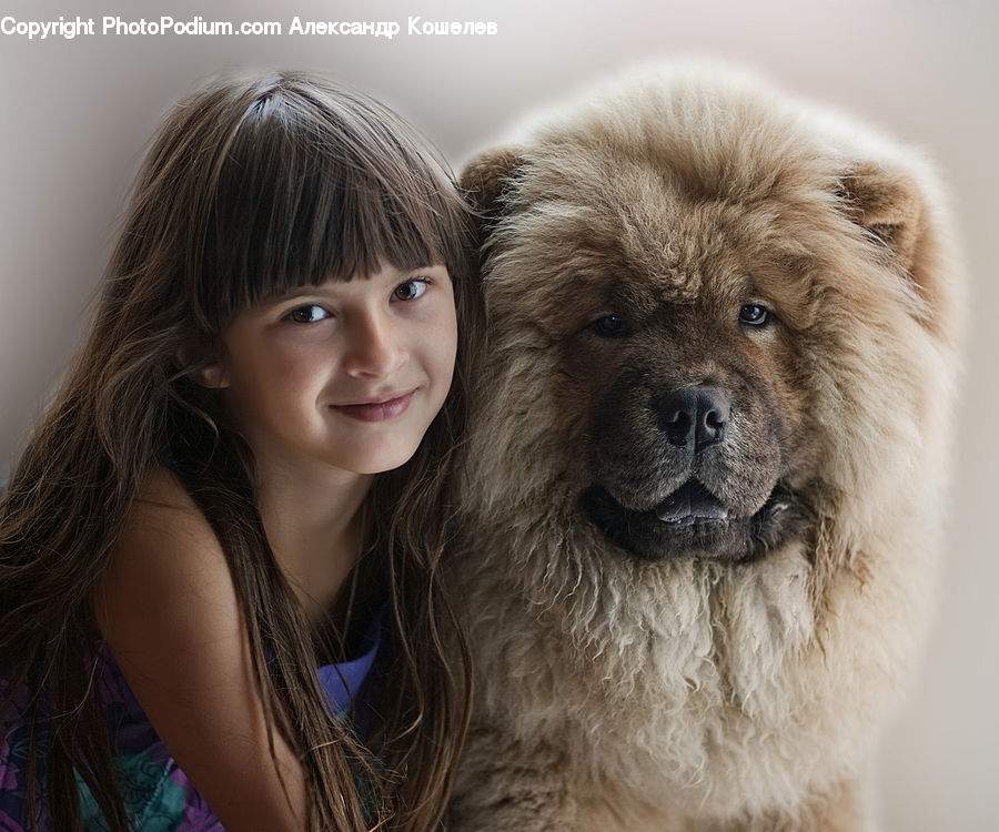 Animal, Chow, Dog, Pet