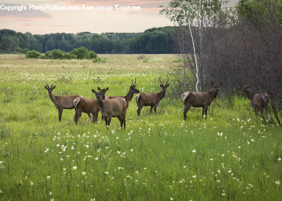 Animal, Deer, Mammal, Wildlife, Elk, Cattle, Cow