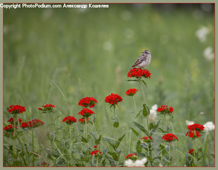 Bird, Sparrow, Hummingbird, Blossom, Flora, Flower, Geranium