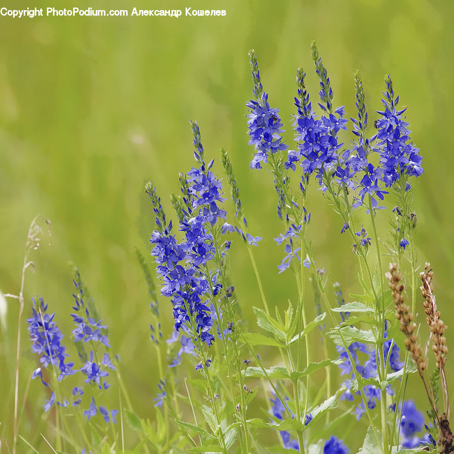 Blossom, Flora, Flower, Plant, Field, Grass, Grassland