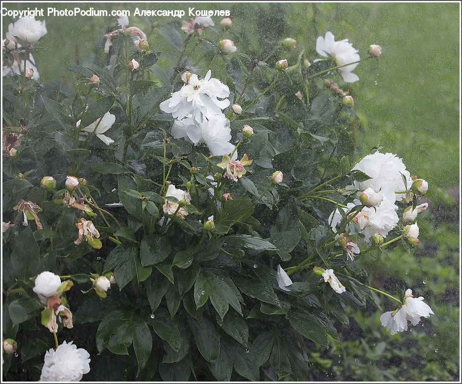 Blossom, Flower, Peony, Plant, Lilac, Flora, Outdoors