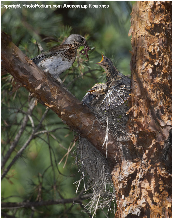 Bird, Sparrow, Blackbird, Bird Nest, Nest, Anthus