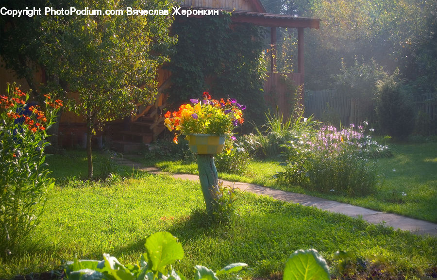 Plant, Potted Plant, Backyard, Yard, Garden, Pot, Pottery