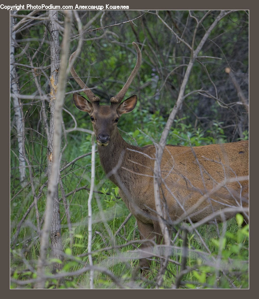 Animal, Deer, Mammal, Wildlife, Herbal, Herbs, Plant