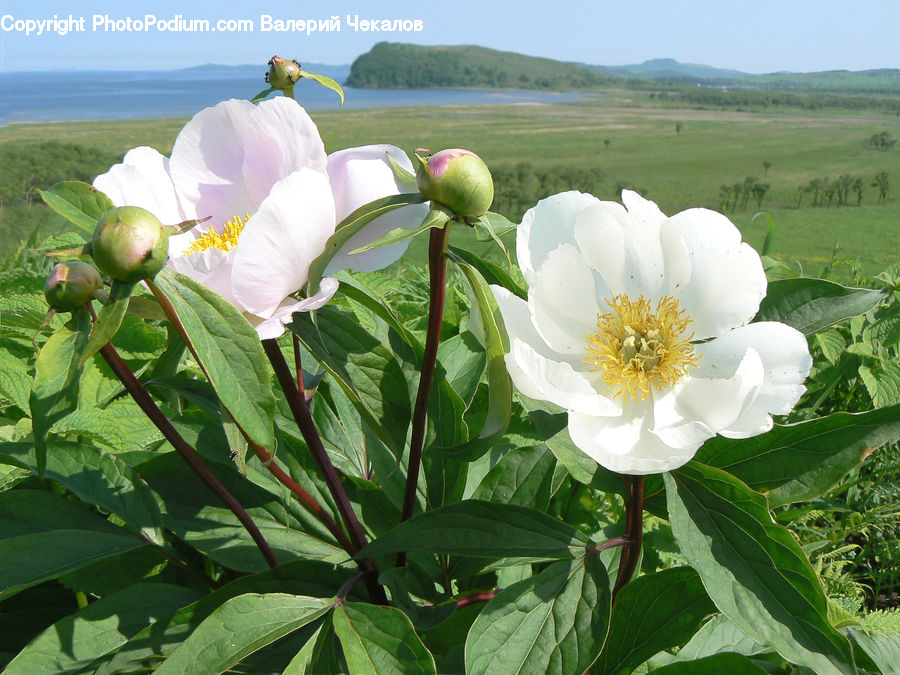 Blossom, Flower, Peony, Plant, Flora, Poppy, Dahlia