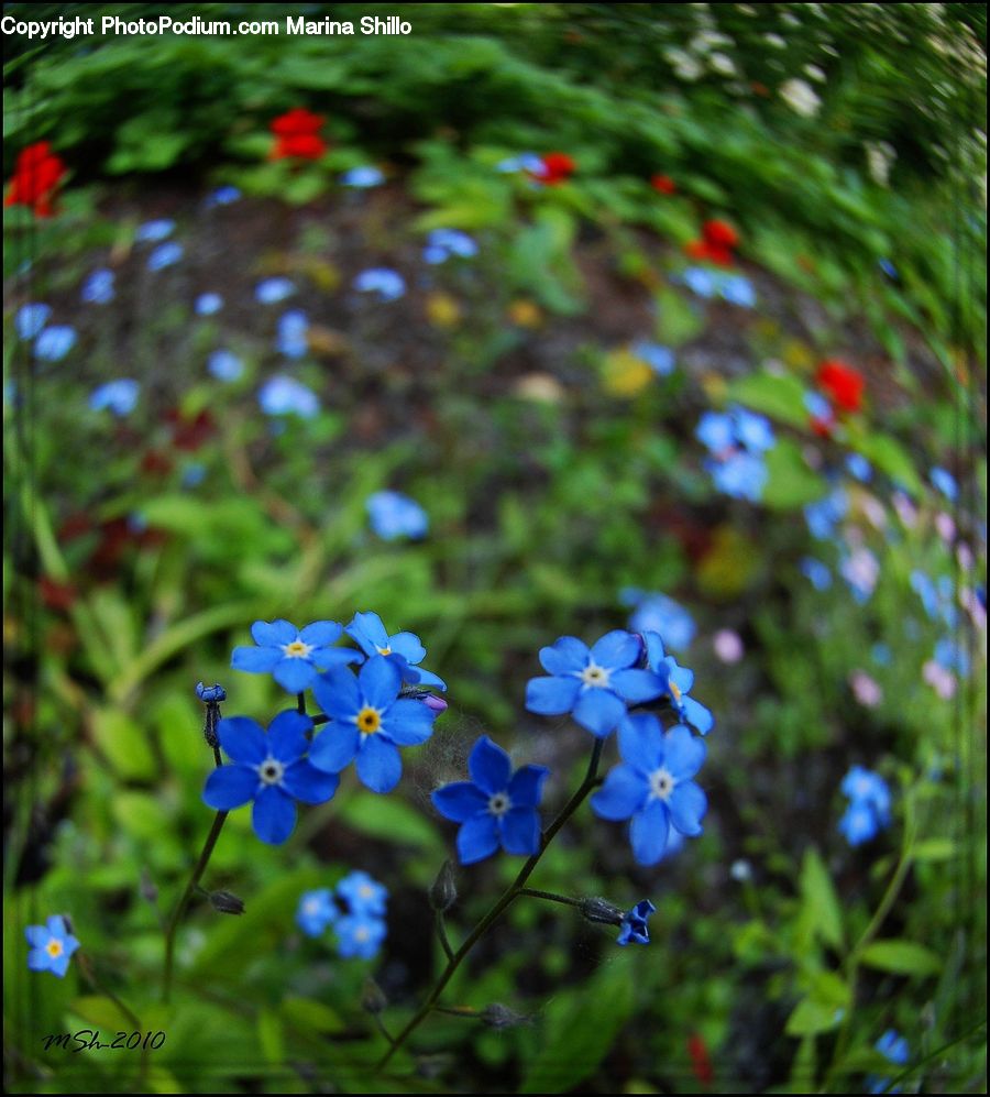 Fiber, Flax, Flora, Flower, Plant, Blossom, Geranium