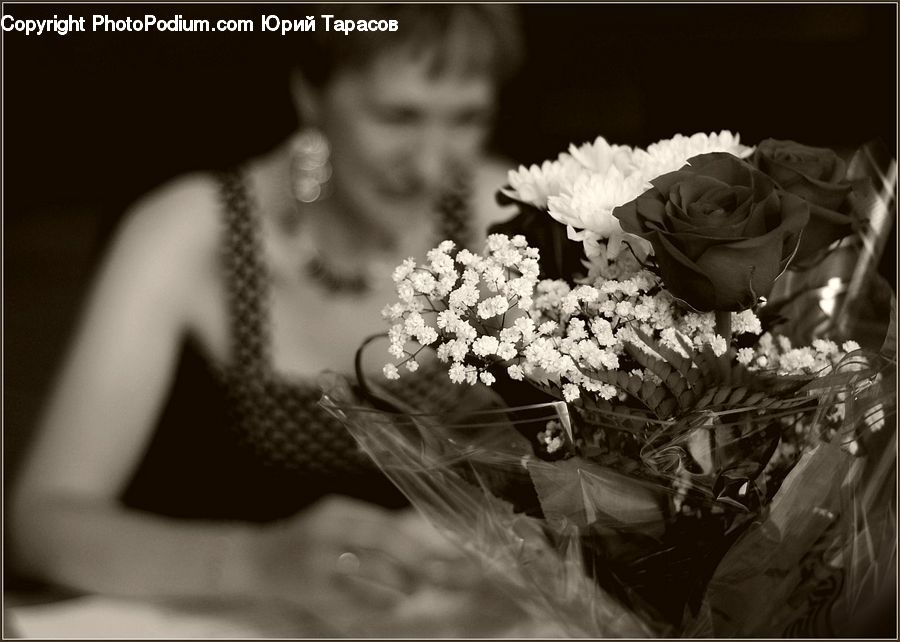 Blossom, Flower, Plant, Rose, Flora, Flower Arrangement, Flower Bouquet