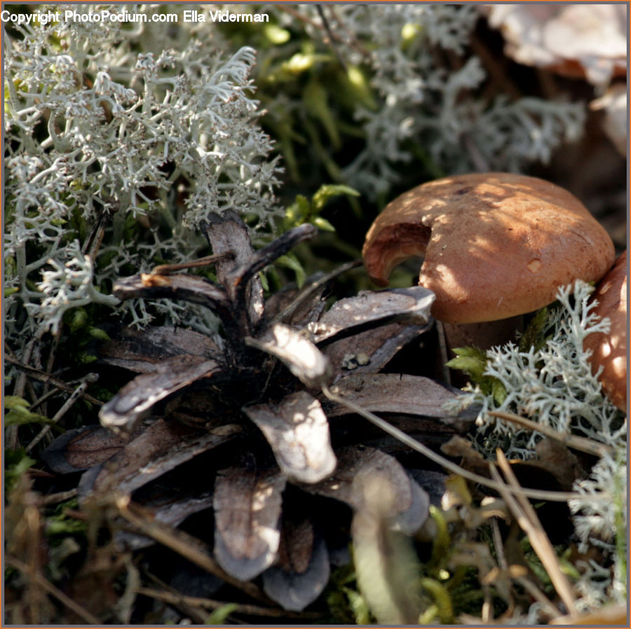 Agaric, Amanita, Fungus, Mushroom, Plant, Conifer, Fir