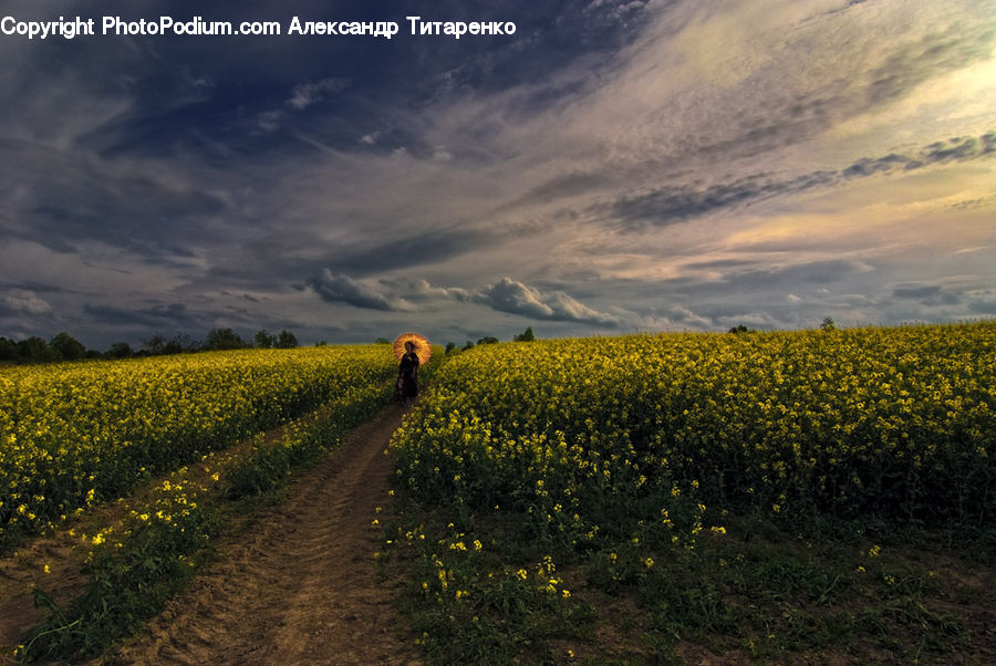 Dirt Road, Gravel, Road, Plant, Potted Plant, Field, Soil