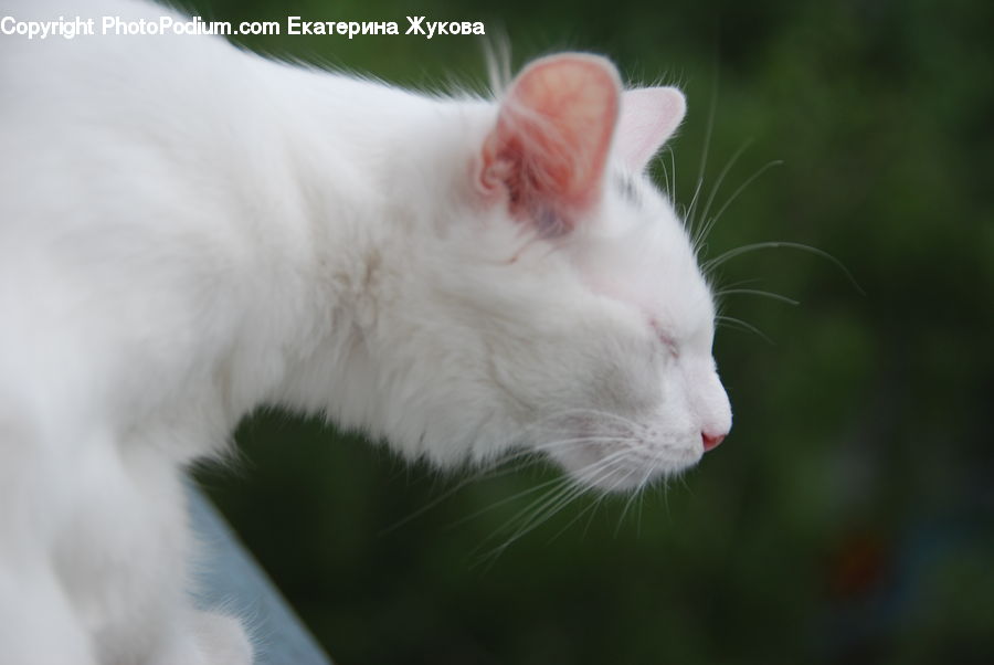 Animal, Cat, Mammal, Manx, Pet, Siamese, Kitten