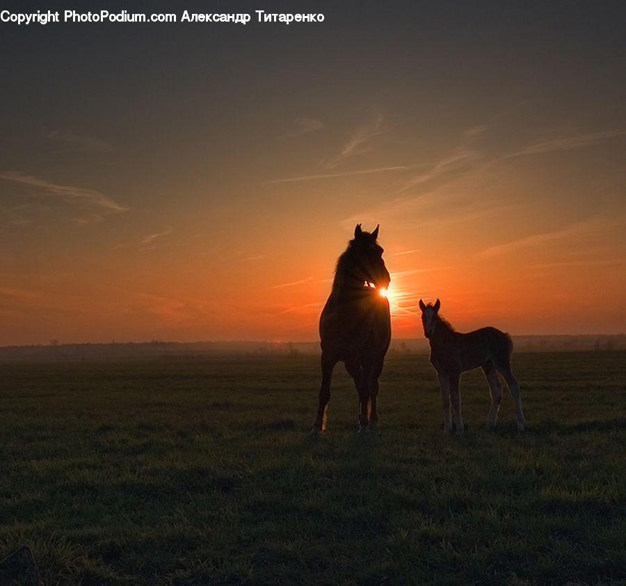 Animal, Colt Horse, Foal, Horse, Mammal, Stallion, Equestrian