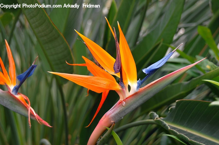 Plant, Flora, Flower, Gladiolus, Blossom, Pollen, Daffodil