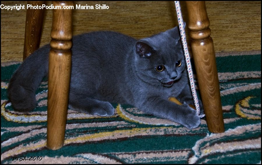 Abyssinian, Animal, Cat, Mammal, Pet, Kitten, Manx