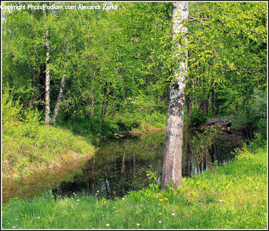 Birch, Tree, Wood, Forest, Vegetation, Grove, Land