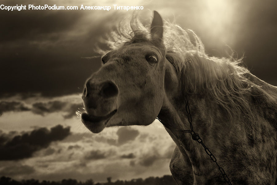 Animal, Colt Horse, Foal, Horse, Mammal, Stallion, Head