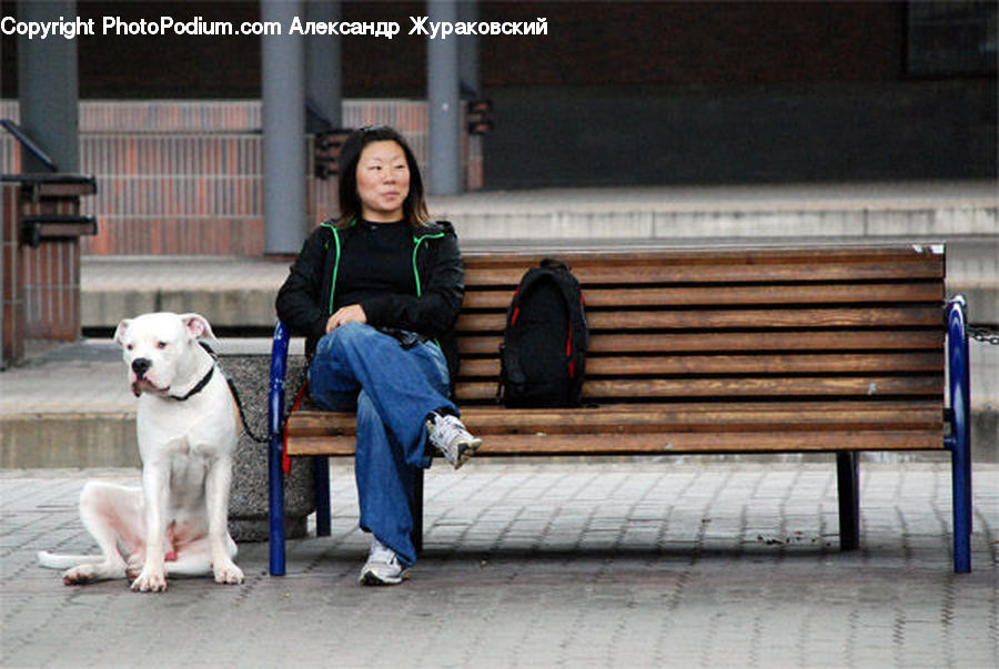 People, Person, Human, Luggage, Suitcase, Animal, Boxer