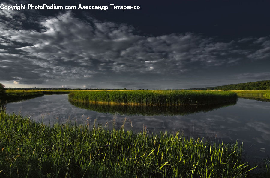 Field, Grass, Grassland, Plant, Reed, Grain, Wheat