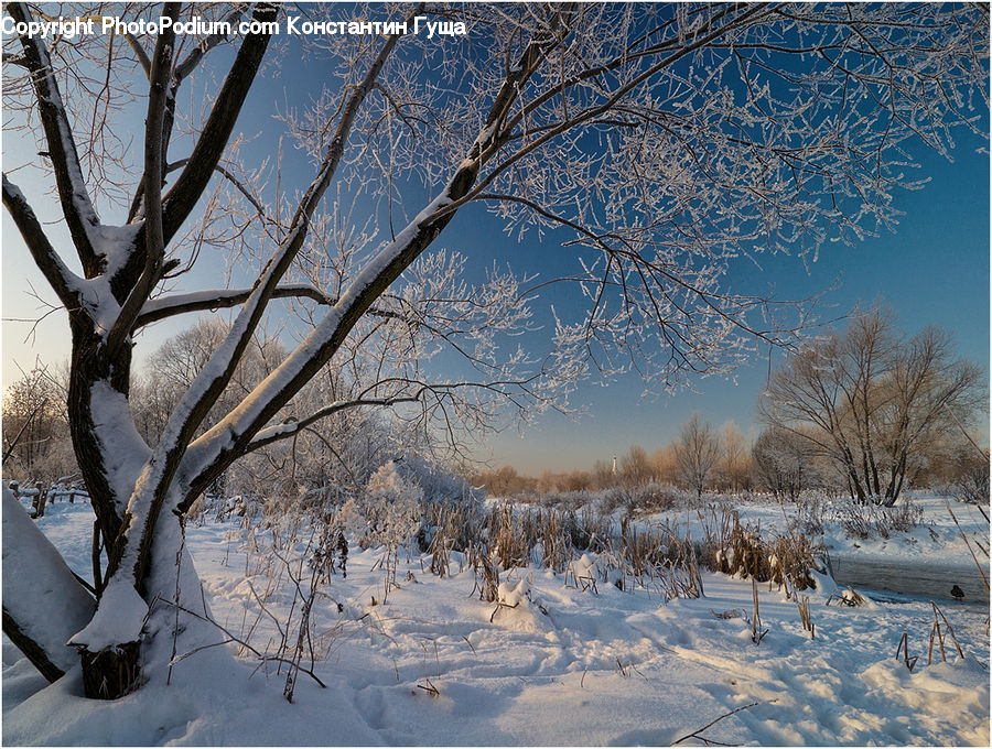 Oak, Sycamore, Tree, Tree Trunk, Wood, Birch, Ice