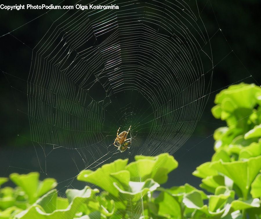 Arachnid, Garden Spider, Insect, Invertebrate, Spider, Fern, Plant