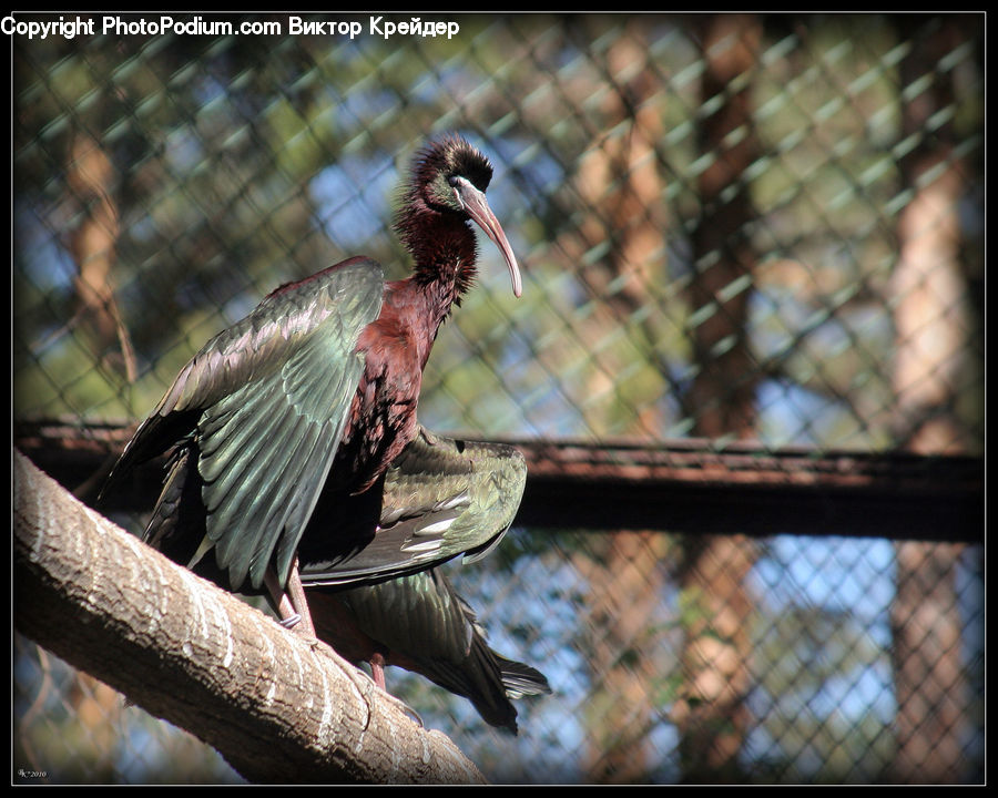 Bird, Booby, Beak