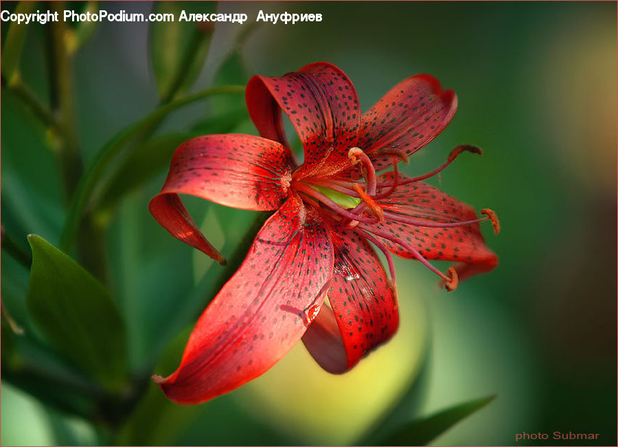 Blossom, Flora, Flower, Geranium, Plant, Aquilegia, Lily