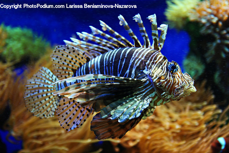 Fish, Sea Life, Coral Reef, Outdoors, Reef, Sea, Water